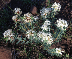 Pimelea linifolia