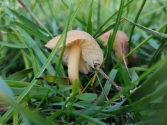Marasmius oreades