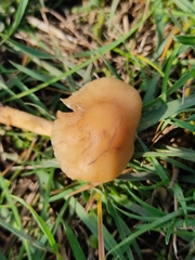 Marasmius oreades