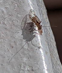 Teliapsocus conterminus