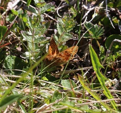 Boloria napaea