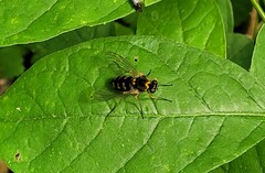 Chrysopilus