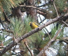 Coccothraustes vespertinus