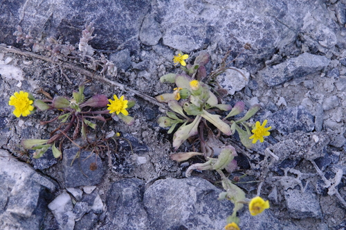 Image of Senecio maritimus by (c) Eric Knight, some rights reserved (CC BY)