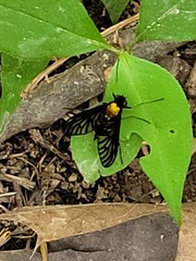 Chrysopilus thoracicus