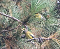 Coccothraustes vespertinus