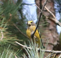 Coccothraustes vespertinus