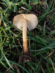 Marasmius oreades