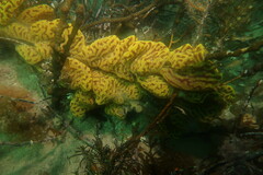 Botrylloides perspicuus