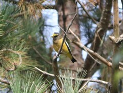 Coccothraustes vespertinus
