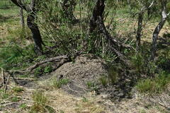 Acromyrmex crassispinus