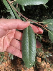 Frangula californica