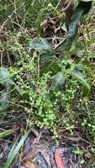 Gonocarpus teucrioides