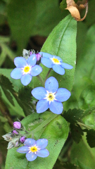 Myosotis sylvatica