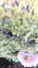 Scytinotus longinquus