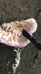 Rhodofomes cajanderi