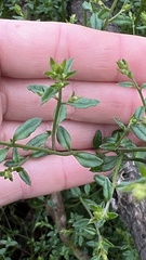 Gonocarpus teucrioides