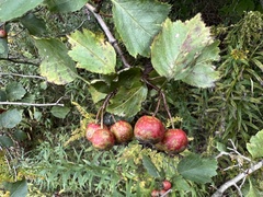Crataegus macrosperma