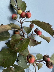 Crataegus macrosperma