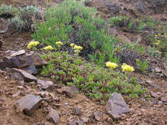 Eriogonum umbellatum