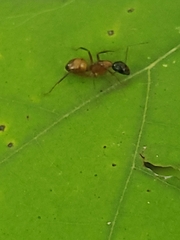 Camponotus americanus
