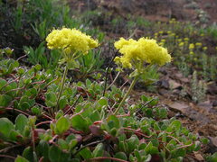 Eriogonum umbellatum