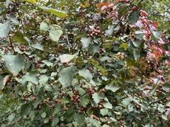 Crataegus macrosperma