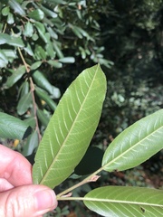 Frangula californica