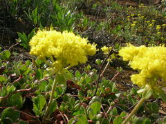 Eriogonum umbellatum