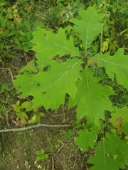 Quercus rubra