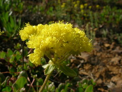 Eriogonum umbellatum