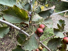 Crataegus macrosperma