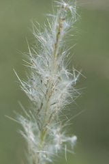 Bothriochloa laguroides