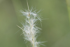 Bothriochloa laguroides