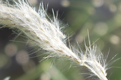 Bothriochloa laguroides