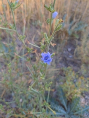 Cichorium intybus
