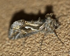 Chrysodeixis argentifera