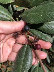 Frangula californica