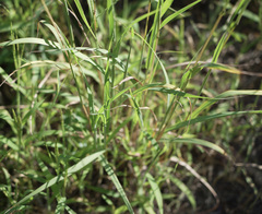 Bothriochloa laguroides