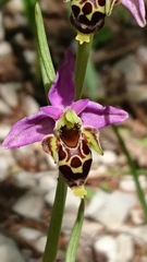 Ophrys scolopax