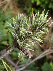 Chionaspis pinifoliae