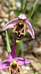 Ophrys scolopax