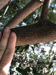 Frangula californica