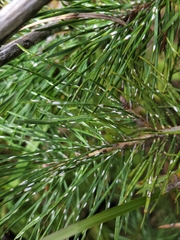 Chionaspis pinifoliae