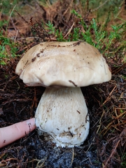 Boletus edulis