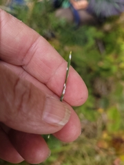 Chionaspis pinifoliae