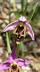 Ophrys scolopax