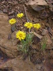 Erigeron linearis