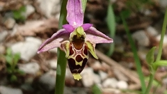 Ophrys scolopax