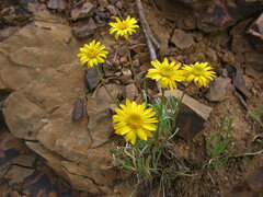 Erigeron linearis